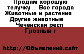 Продам хорошую телучку. - Все города Животные и растения » Другие животные   . Чеченская респ.,Грозный г.